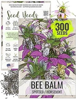 Seed Needs Spotted Bee Balm Seeds - 300 Heirloom Seeds for Planting Monarda punctata - Medicinal Horsemint Herb, Open Pollinated, Attracts Pollinators (1 Pack)