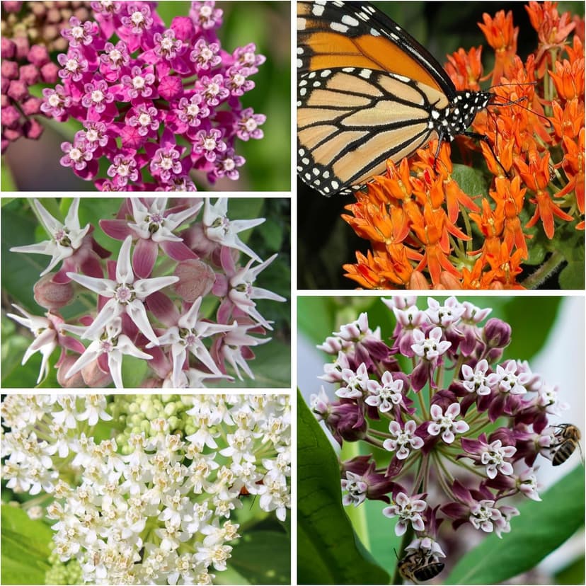 Seed Needs, Milkweed Seed Packet Collection to Attract Monarch Butterflies (5 Individual Seed Varieties to Plant) Heirloom & Untreated Seeds