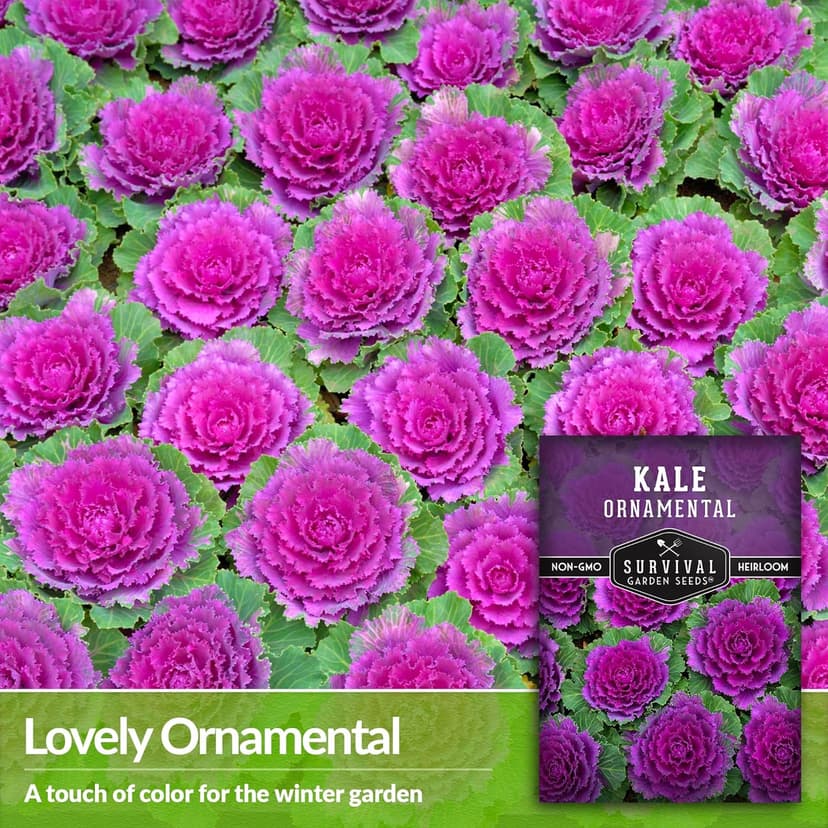 Ornamental Kale Seed for Planting - 1 Packet with Instructions for Growing Ornamental Flowering Kale Plants in Your Home Vegetable Garden - Non-GMO Heirloom Variety - Survival Garden Seeds
