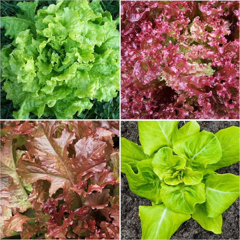Seed Needs, Lettuce Seeds Variety Pack (Lettuce Lovers Collection) Iceberg, Red Romaine, Parris Island COS, Lollo Rosso, Ruby Red, Oakleaf, Black Seeded Simpson & Prizehead