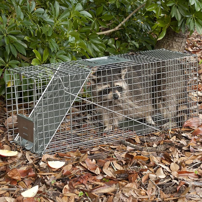 HAVAHART 1079SR Large 1-Door Humane Catch and Release Live Animal Trap Cage - Live Raccoon Trap, for Bobcats, Beavers, Dogs, & More