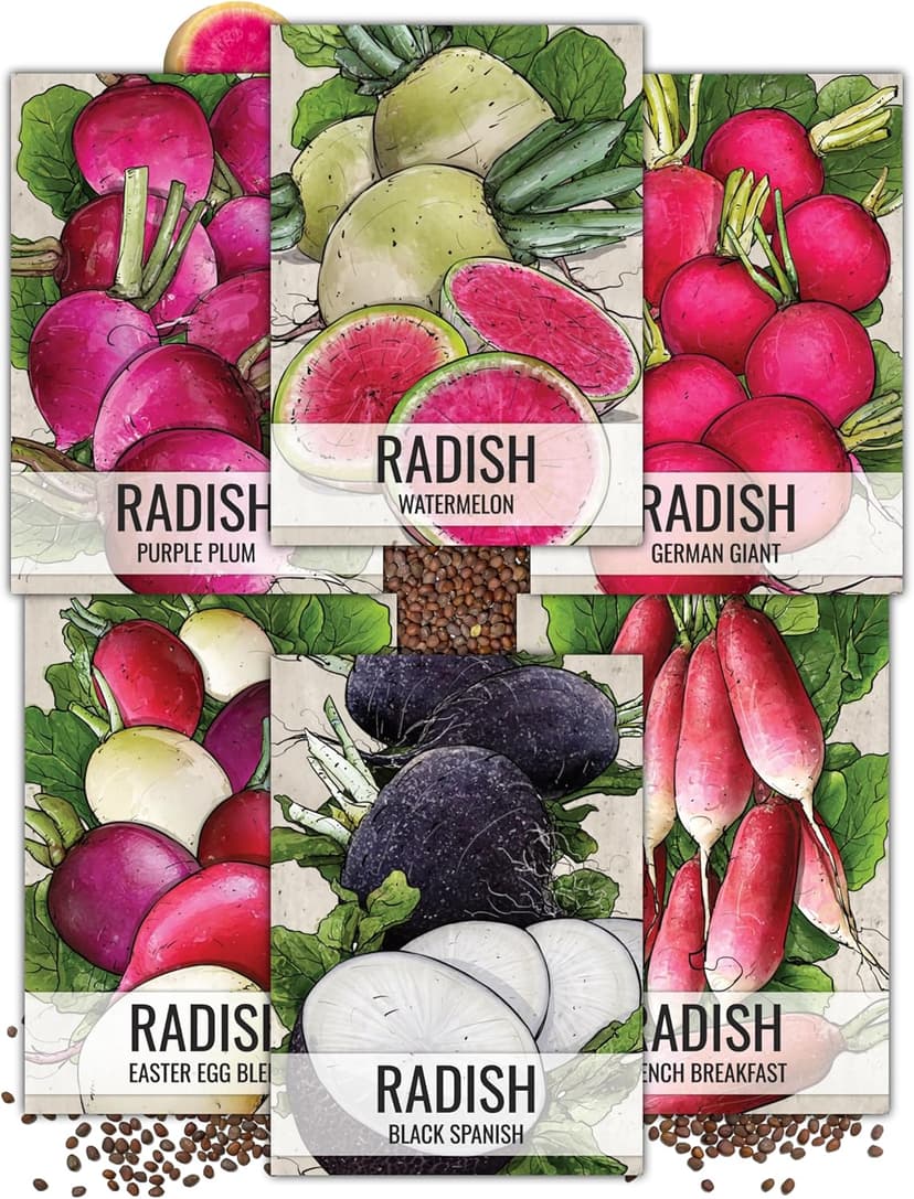 Seed Needs, Multicolor Radish Seed Packet Collection (6 Individual Varieties of Radish Seeds for Planting) Non-GMO & Untreated