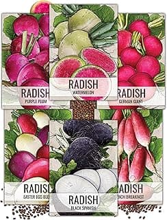 Seed Needs, Multicolor Radish Seed Packet Collection (6 Individual Varieties of Radish Seeds for Planting) Non-GMO & Untreated