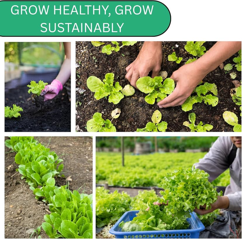Summer Bibb Heirloom Lettuce Seeds for Planting - Over 2,700 Non-GMO Seed Pack for Growing Indoors, Outdoors, or as Hydroponic Seeds - Beginner-Friendly Green Leaf Lettuce Seed