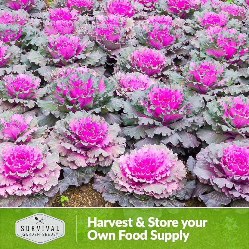 Ornamental Kale Seed for Planting - 1 Packet with Instructions for Growing Ornamental Flowering Kale Plants in Your Home Vegetable Garden - Non-GMO Heirloom Variety - Survival Garden Seeds