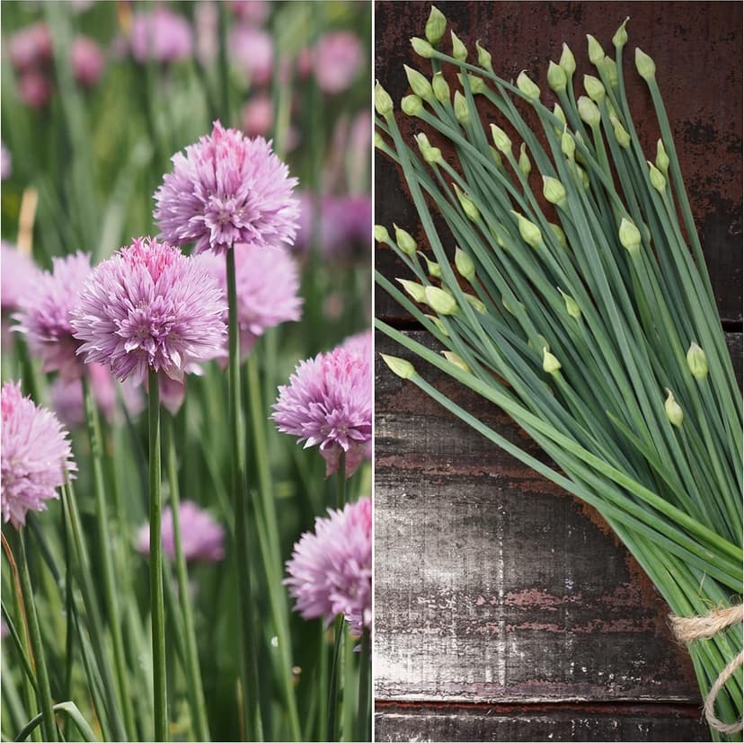 Seed Needs, Culinary Chives Seed Packet Collection (2 Individual Varieties of Chives Seeds for Planting) Non-GMO & Untreated - Includes Garlic Chives & Common Chives