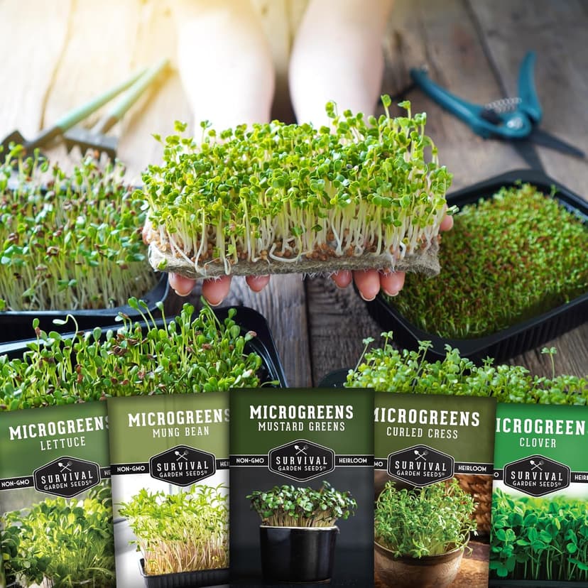 Survival Garden Seeds Microgreens 5 Pack (Seeds Only) - Plant, Sprout, and Grow a Mix of Microgreen Plants in Your Kitchen or on Your Windowsill - Lettuce, Curled Cress, Mung Bean, Mustard, Clover