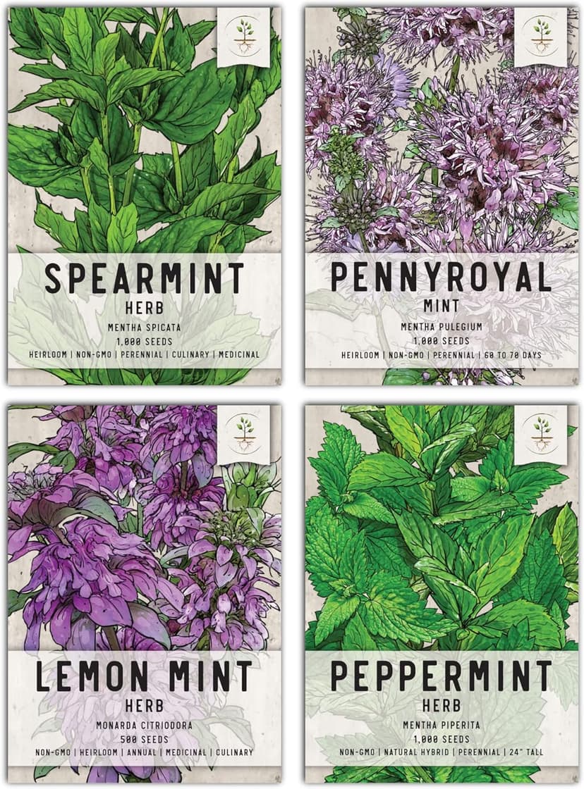 Seed Needs Mint Seeds for Planting Spearmint, Peppermint, Lemon Mint & Pennyroyal - Non-GMO Heirloom & Untreated Herb Seeds to Plant an Indoor Outdoor Home Grown Garden (Variety Pack of 4)