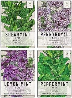 Seed Needs Mint Seeds for Planting Spearmint, Peppermint, Lemon Mint & Pennyroyal - Non-GMO Heirloom & Untreated Herb Seeds to Plant an Indoor Outdoor Home Grown Garden (Variety Pack of 4)