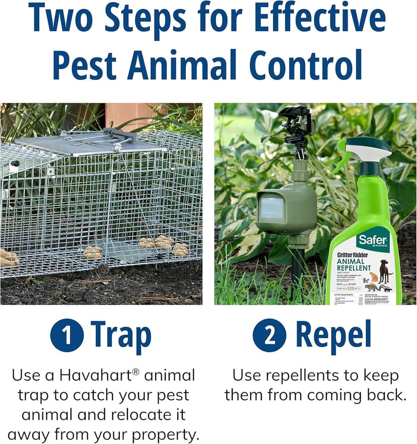 HAVAHART 1079SR Large 1-Door Humane Catch and Release Live Animal Trap Cage - Live Raccoon Trap, for Bobcats, Beavers, Dogs, & More