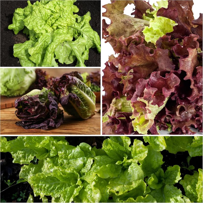 Seed Needs Lettuce Seeds for Planting - Non-GMO Heirloom & Untreated - Grow a Home Grown Outdoor Garden or an Indoor Hydroponics Garden - Homestead Sampler Kit (14 Packs)