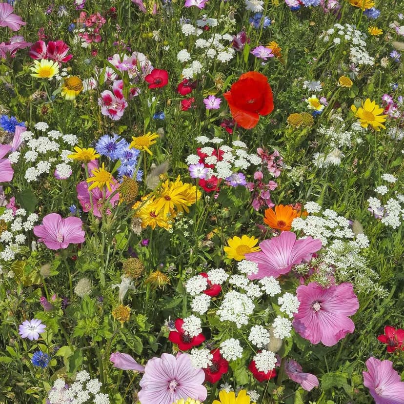 Wildflower Seeds Bulk, 2 Oz. 80,000+ Seeds, Butterfly and Hummingbird Seed Mix, 23 Non-GMO Varieties of Butterfly Garden Seeds for Planting - Hummingbird Flower Seeds, Butterfly Flower Seeds