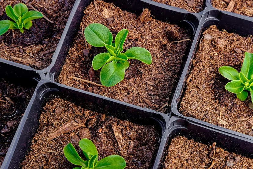 500 Buttercrunch Lettuce Seeds for Planting - Heirloom Non-GMO Vegetable Seeds for Planting - Hydroponics - Microgreens - AKA Butterhead Lettuce, Boston Lettuce, Bibb Lettuce Lactuca Sativa