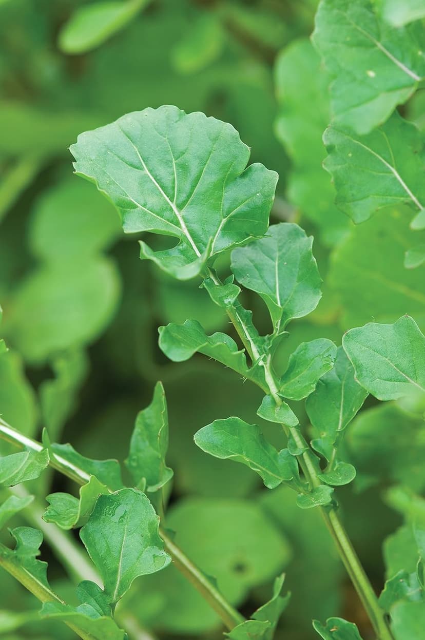 Burpee Rocket Arugula Seeds 2000 seeds