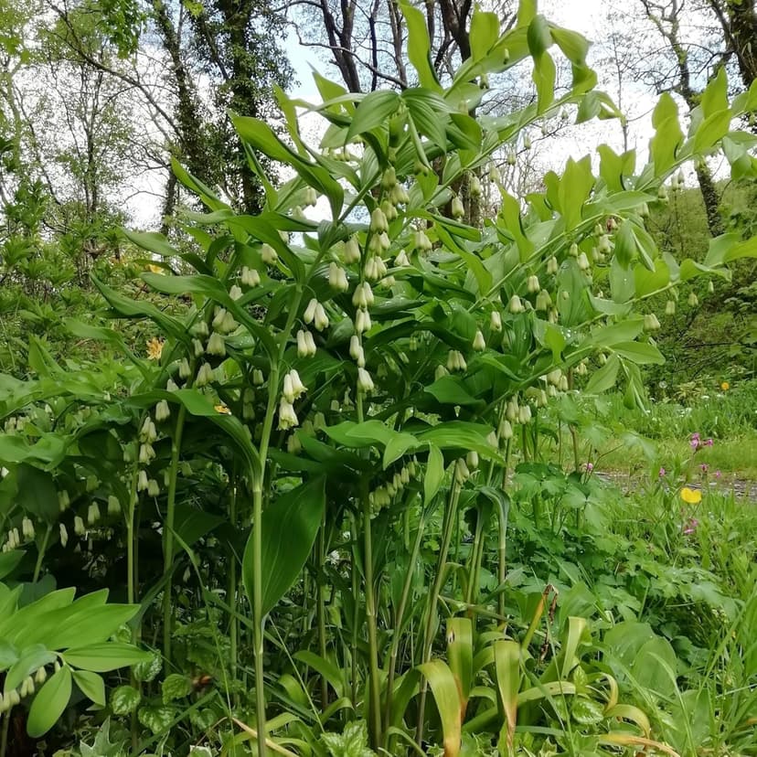 20+ Solomon's Seal Seeds Perennial Plant Bell-Shaped Flowers Garden Borders Outdoor