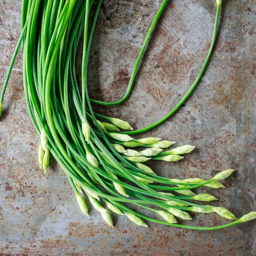 Seed Needs Chive Seeds for Planting Garlic Chives - Non-GMO Heirloom & Untreated Perennial Herbs to Grow an Indoor or Outdoor Home Herb Grown Garden (1 Pack)