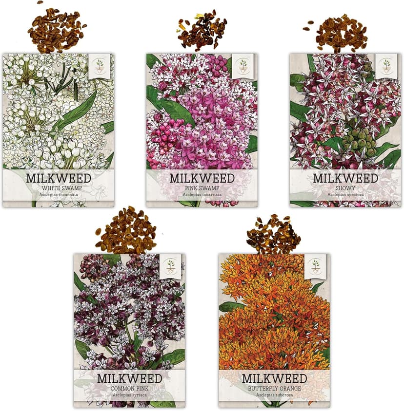 Seed Needs, Milkweed Seed Packet Collection to Attract Monarch Butterflies (5 Individual Seed Varieties to Plant) Heirloom & Untreated Seeds