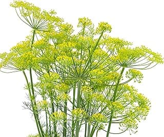 2000 Dill Seeds for Planting (Bouquet Variety) – Heirloom, Non-GMO, USA Grown Herb for Indoor/Outdoor Planting, Perfect for Pickling & Cooking by RDR Seeds