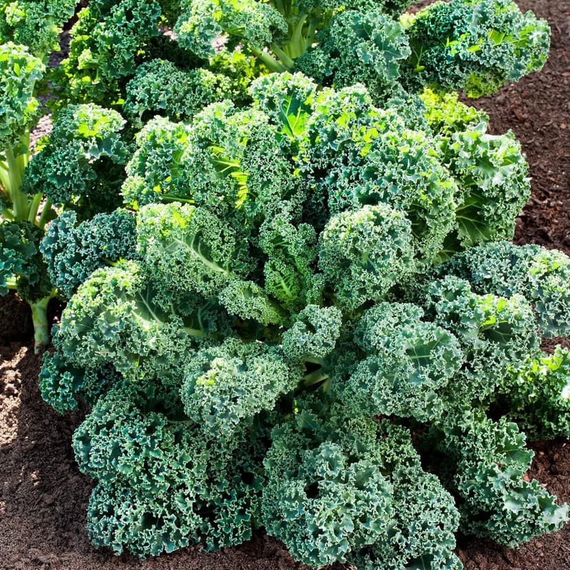 1000 Seeds Kale Seeds for Planting, Heirloom, Non-GMO Vegetable Variety - Great for Indoor, Outdoor Open Pollinated