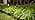 Low Voltage Pathway Lights with Timing Plug, Low Voltage Landscape Lighting, Waterproof Landscape Path Lights Outdoor Garden Lights for Flower Bed Yard Lawn Backyard Walkway Driveway, Set of 4