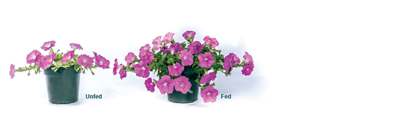 Miracle-Gro LiquaFeed All Purpose Plant Food Advance Starter Kit, For Flowers, Vegetables, Trees and Shrubs, One 16 oz. Plant Food and One Feeder