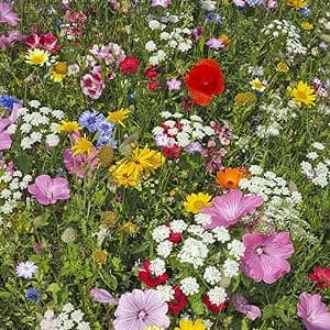 Wildflower Seeds Bulk, 2 Oz. 80,000+ Seeds, Drought-Tolerant Wildflower Mix, 20 Varieties of Drought-Tolerant Wildflower Seeds, Drought-Resistant Wildflower Seeds, Dryland Pollinators Flowers Seeds