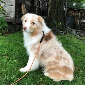 Carabiner Clip, 855lbs,3" Iron Heavy Duty Caribeaners for Hammocks, Camping Accessories,Hiking,Keychains,Outdoors and Gym etc,D Shaped Spring Hook Small Carabiners for Dog Leash,Harness and Key Ring.