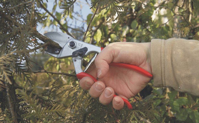 FELCO Pruning Shears (F 31) - High Performance Swiss Made One-Hand Anvil Garden Pruners