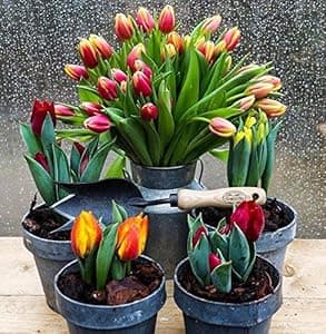 DeWit Forged Transplant Trowel with Short Handle, Lightweight & Durable Garden Tool with Comfortable Grip for Planting, Digging & Transplanting