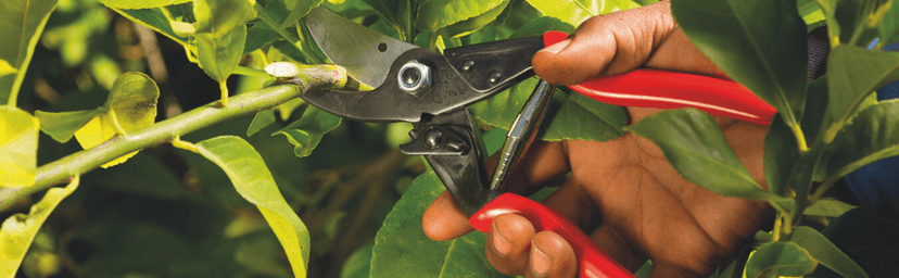 FELCO Pruning Saw (F 640) - Curved Tree Pull Stroke Pruner Saw w/ Carrying Sheath
