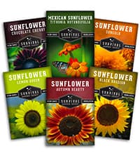 Lamb's Ear Seeds for Planting - 1 Packet with Instructions to Plant & Grow Lambs Ear Plant, Shade & Drought Tolerant Wooly Betony in Your Home Garden - Non-GMO Heirloom Variety - Survival Garden Seeds