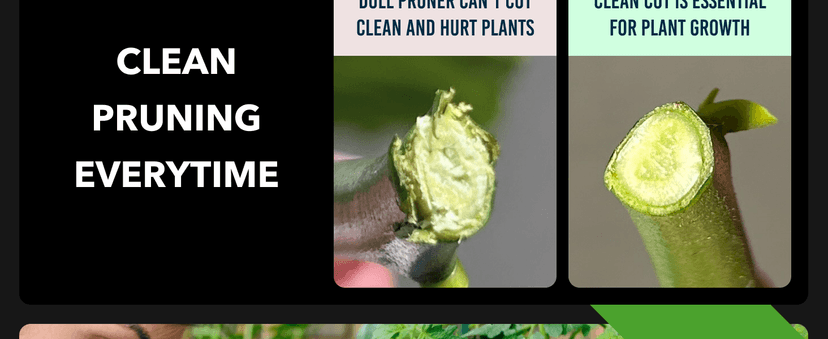 Ultra Sharp Japanese Steel Pruning Shears - Cuts 3X Easier, Weak Hand Arthritis Clippers, Rust-Resistant Titanium Coated Pruner, Effortlessly Cuts 3/4 Inch