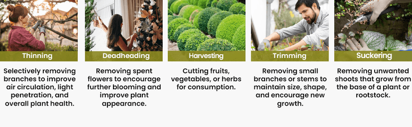 Razor Sharp Bypass Pruning Shears - Lifetime Replacement - Free Extra Blade, Spring & eBook - Japanese Steel - Premium Hand Pruners - Garden Shears - Garden Clippers - Secateurs with Ergonomic Handles