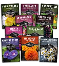 Lamb's Ear Seeds for Planting - 1 Packet with Instructions to Plant & Grow Lambs Ear Plant, Shade & Drought Tolerant Wooly Betony in Your Home Garden - Non-GMO Heirloom Variety - Survival Garden Seeds