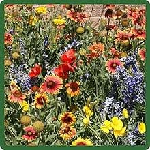 Outsidepride Dryland Wildflower Seed Mix - 1 lb. Colorful Blend of Drought Tolerant, Annual and Perennial Wildflower Seeds for Attracting Pollinators in Arid States & Xeriscapes