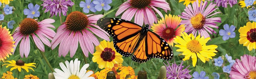 Burpee Wildflower 25,000 Bulk, 1 Bag 18 Varieties of Non-GMO Flower Seeds for Hummingbirds and Butterflies