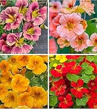 300 Gazania Seeds Mix Heat & Drought Tolerant Garden Flower & Ground Cover Plants