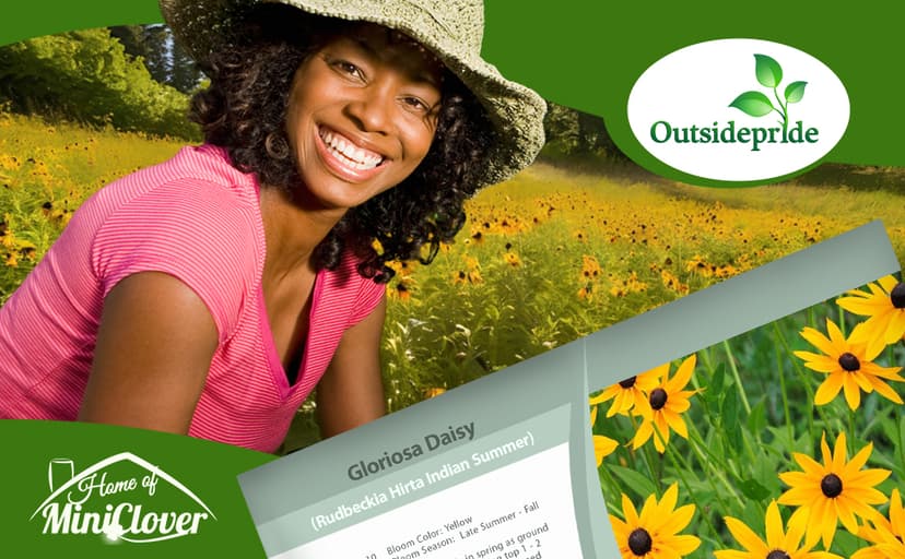 Outsidepride Indian Summer Gloriosa Daisy Seeds – 200 Pcs Perennial Rapid Growing, Heat & Drought Tolerant Rudbeckia Hirta Daisy Flower Seeds for Vibrant Meadows & Garden Borders (AAS Winner)