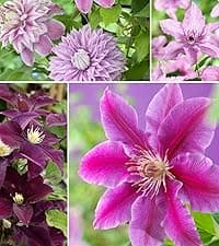 300 Gazania Seeds Mix Heat & Drought Tolerant Garden Flower & Ground Cover Plants