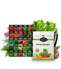 Drought-Tolerant Vegetable Seed Collection - 10 Packets of Seeds to Grow Drought-Resistant Plants for Growing in Home Vegetable Gardens - Non-GMO Heirloom Open-Pollinated - Survival Garden Seeds