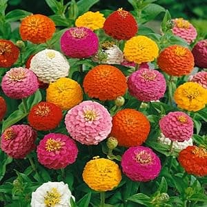 1000+ Crazy Blend Zinnia Seeds for Planting, Heat & Drought Tolerant, Zinnia Elegans Lilliput Seeds, Garden Cut Flower Mix, Non GMO, Untreated Mixed Color Zinnia Flowers