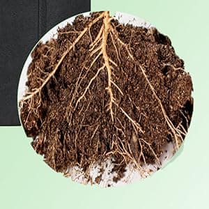 12-Pack 3 Gallon Grow Bags, Heavy Duty Aeration Fabric Pots with Sturdy Handles, Thickened Fabric Pots for Plants