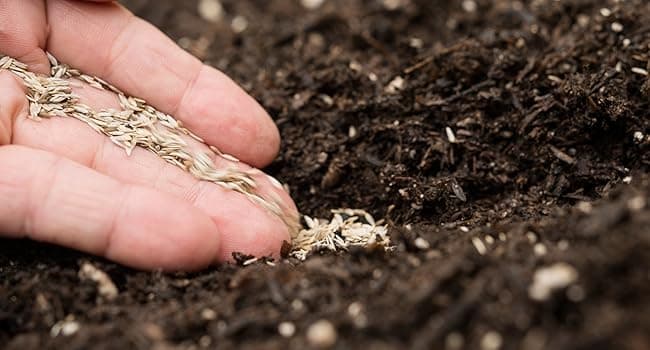 Drought Tolerant Wildflower Seed Mix, Covers 325 Sq Ft, 15 Flower Varieties, Over 67,000 Seeds, Created By Nature