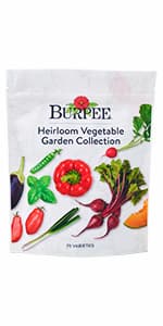 Burpee Cut & Come Again Zinnia Seeds 175 seeds