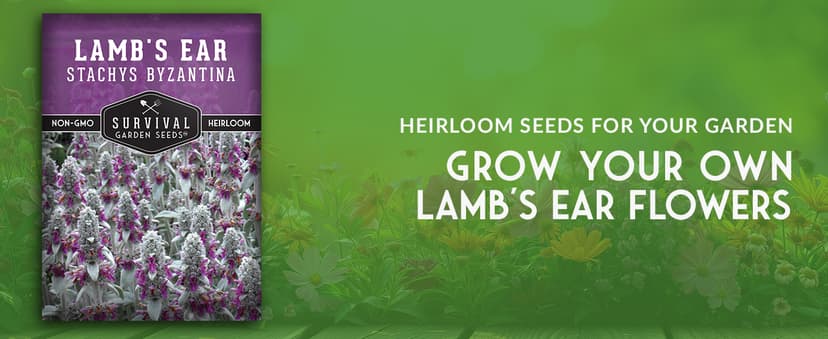 Lamb's Ear Seeds for Planting - 1 Packet with Instructions to Plant & Grow Lambs Ear Plant, Shade & Drought Tolerant Wooly Betony in Your Home Garden - Non-GMO Heirloom Variety - Survival Garden Seeds
