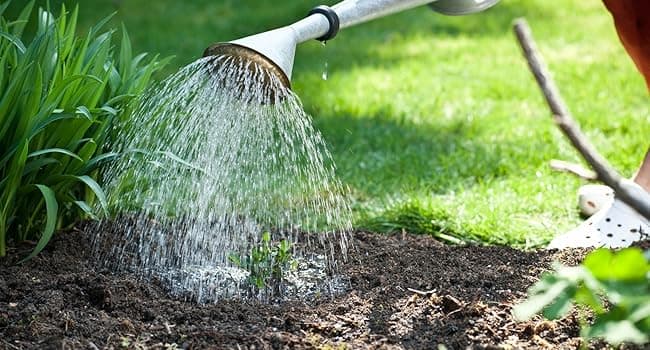 Drought Tolerant Wildflower Seed Mix, Covers 325 Sq Ft, 15 Flower Varieties, Over 67,000 Seeds, Created By Nature
