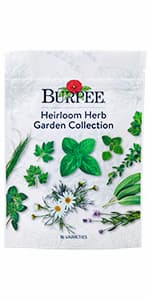 Burpee Cut & Come Again Zinnia Seeds 175 seeds