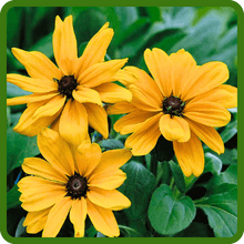 Outsidepride Indian Summer Gloriosa Daisy Seeds – 200 Pcs Perennial Rapid Growing, Heat & Drought Tolerant Rudbeckia Hirta Daisy Flower Seeds for Vibrant Meadows & Garden Borders (AAS Winner)