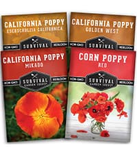 Lamb's Ear Seeds for Planting - 1 Packet with Instructions to Plant & Grow Lambs Ear Plant, Shade & Drought Tolerant Wooly Betony in Your Home Garden - Non-GMO Heirloom Variety - Survival Garden Seeds