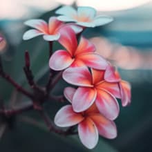 12PCS Pruning Shears with Curved Blades, Garden Trimming Scissors, Gardening Hand Pruning Snips Titanium Coated Precision Bonsai Pruning Shears, Convenient Flower Cutters (Blue)